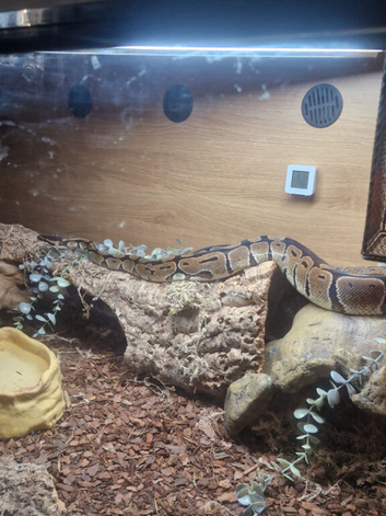Ball python 5years old