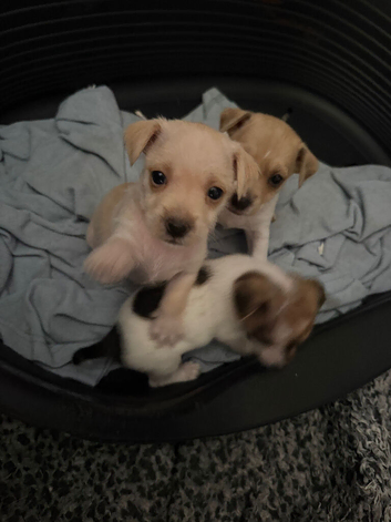 Jack Russell puppies
