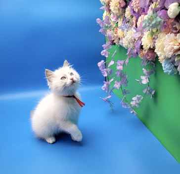 Exceptional GCCF Registered Ragdoll kittens