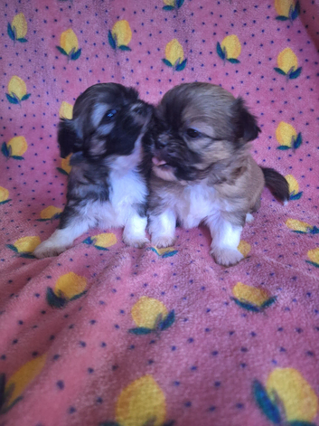 Chihuahua x imperial shihzu