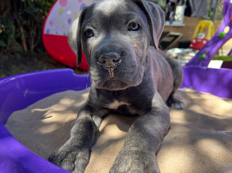 Cane corso