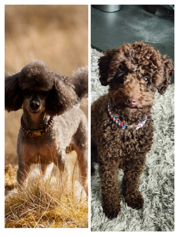 Toy poodle studs