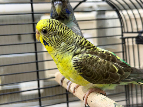 Black wing green female