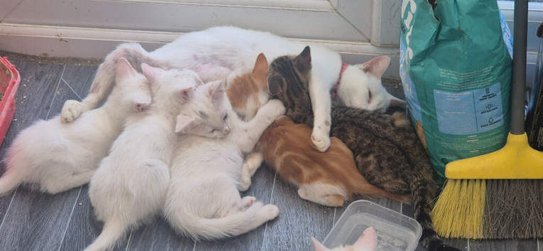 Cute kittens