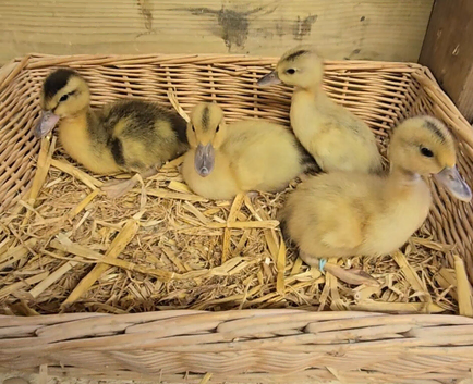 Mini Silver Appleyard ducklings