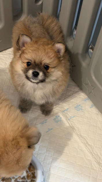 9 week old teddy bear face miniture male pomeranian