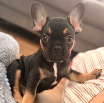 Female French Bulldog