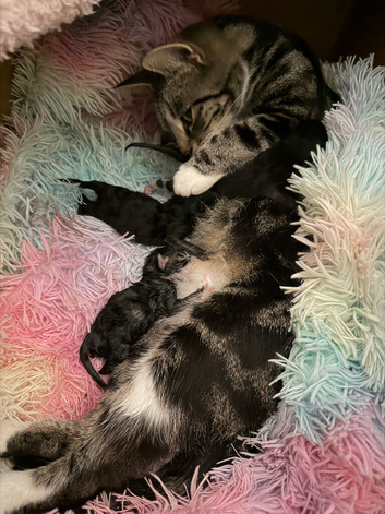 3 ADORABLE MALE KITTENS