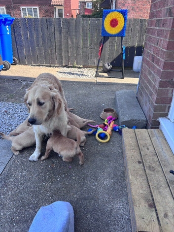 7 puppies available