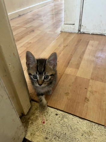 3 male kittens