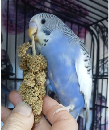EXOTIC BUDGIES FOR SALE