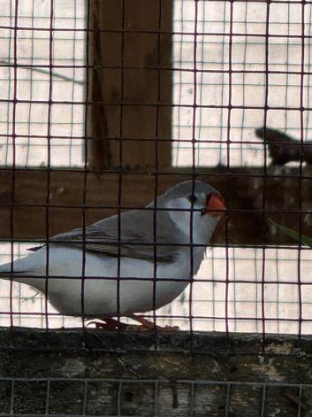 Lovely young pair of Zebra finches