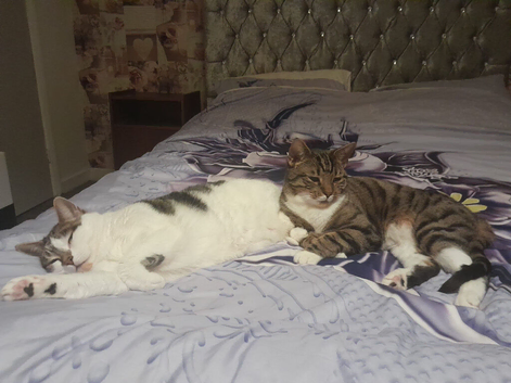 Mother and son cats looking for new home