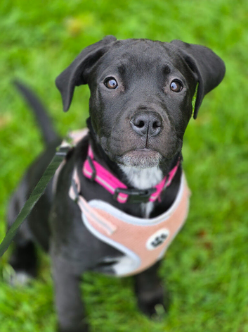 Female puppy