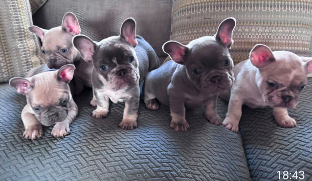 French bulldog puppies for sale