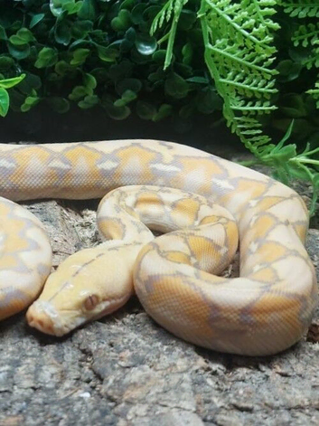 Foulsham Caramel Superdwarf Reticulated Python at Birmingham Reptiles