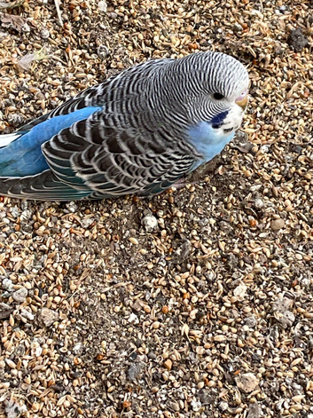 Baby budgies