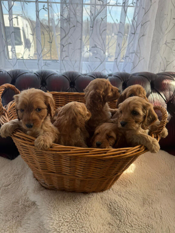 Golden cockapoo puppys