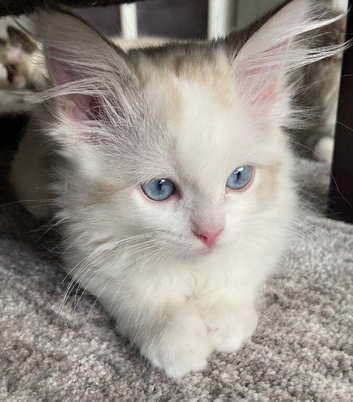 TICA Registered Ragdoll Kittens