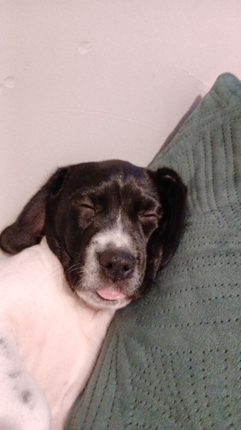 9 week old female springer spaniel