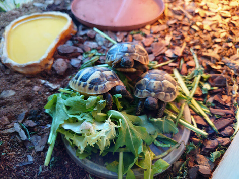 Baby Tortoise Hermann