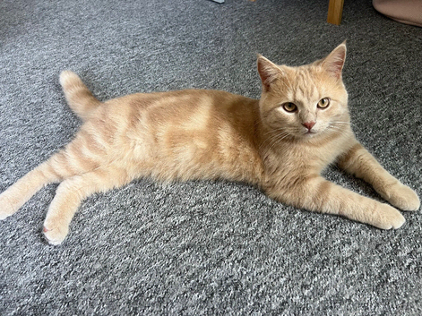 Nemo the British Shorthair