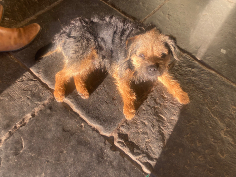 Border terrier stud dog