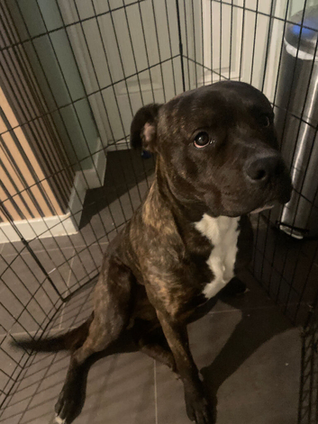 Stud Rottweiler/American bulldog