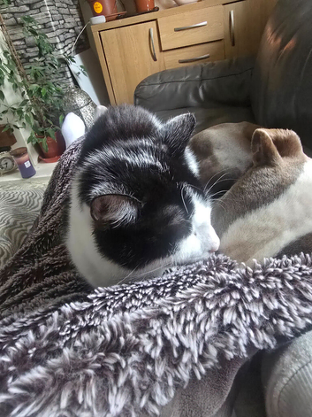 3 kittens looking for loving homes