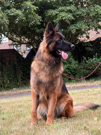 Make German Shepherd Rehome