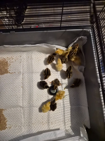 Courtinex quail chicks x 17