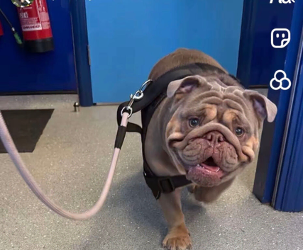 I have 2 beautiful English bull dogs left one boy one girl both kc registered