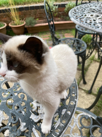 Kitten for sale
