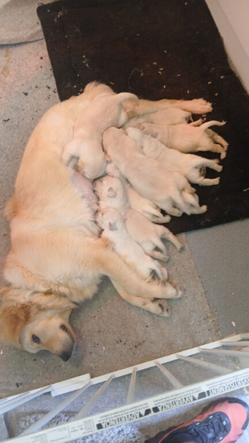 Golden retriever puppies KC reg