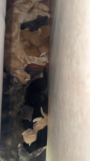 Kittens looking for their forever home