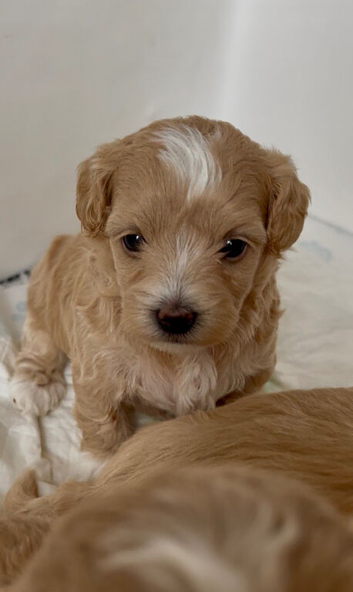 F1 Maltipoo Puppies Extensively DNA Lab Tested Parents