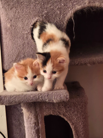 2 female kittens