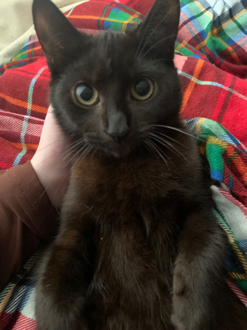 2 year old male cat