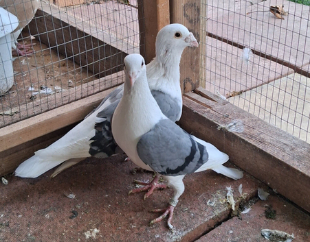 Saddleback racer