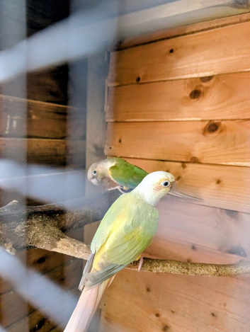 Pair of conuers and trio of cockatiel two males and one female cockatiel