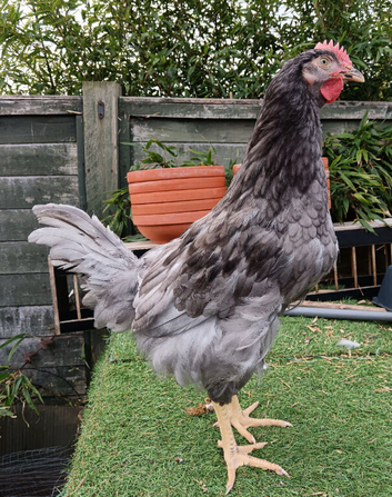 Young Rooster