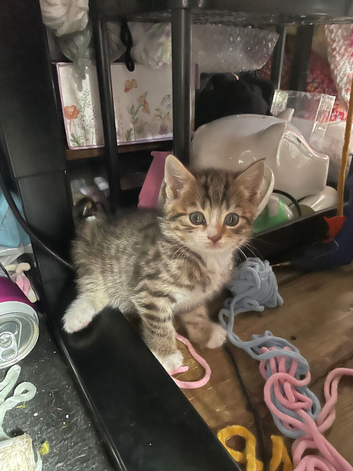 4 kittens