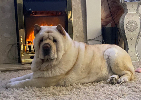 Chow chow cream girl