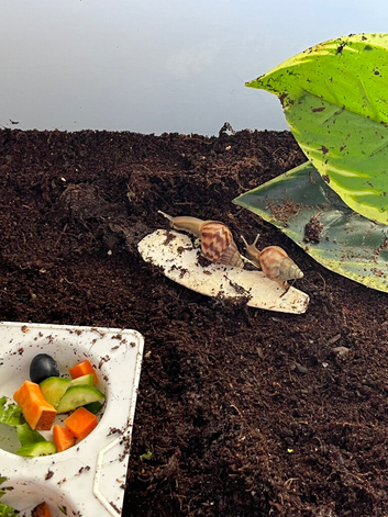 Giant African land snail babys (wild type colour)