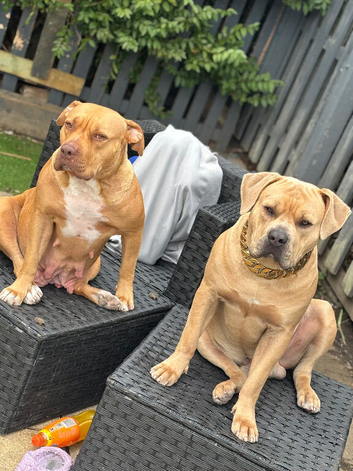 Stunning American puppies