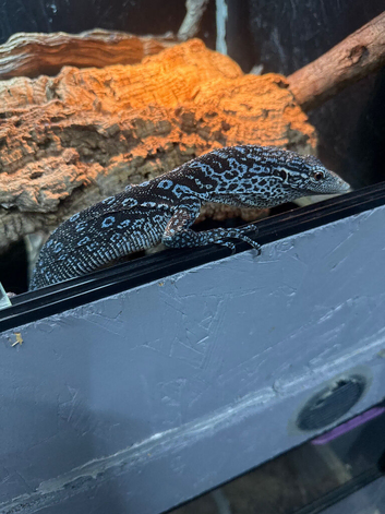 1.1 blue tree monitor pair