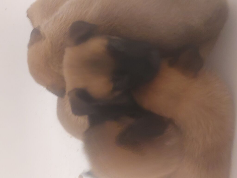 Belgium malinois puppies