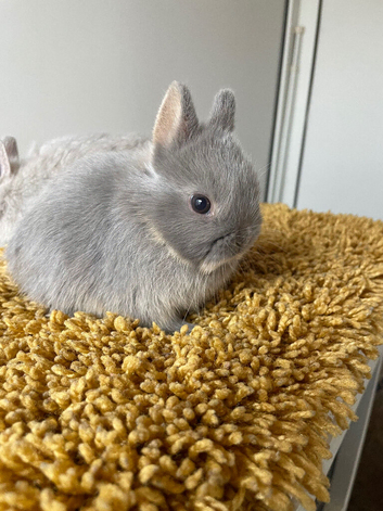 NEW Netherland Dwarf purebred baby Rabbits