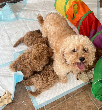 Stunning Cavapoochon puppies