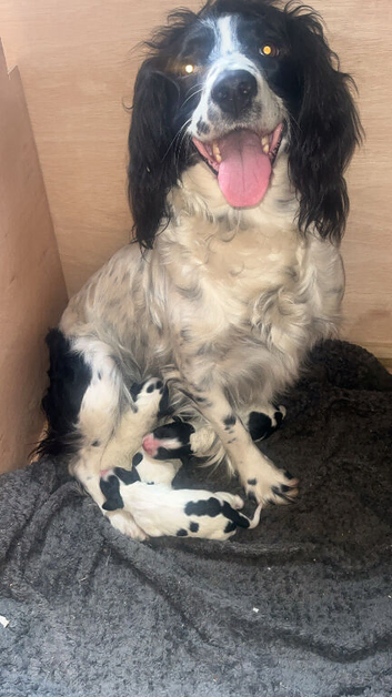 Sprocker spaniels
